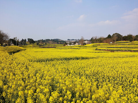 油菜花海