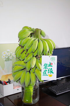 水培香蕉帶桿香蕉