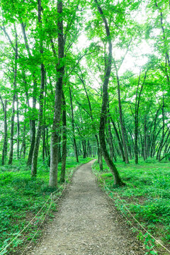 林间小路