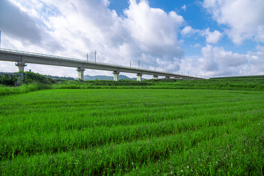 高架桥下的农田景观