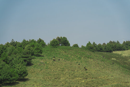 高山草甸蓝天户外风光