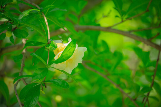 淡黄色石榴花