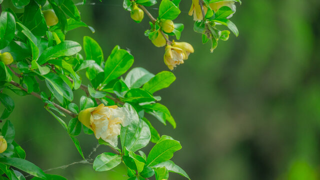 淡黄色石榴花