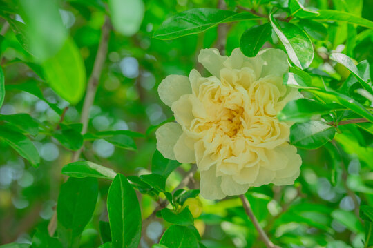 淡黄色石榴花