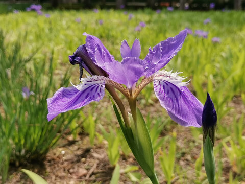 鸢尾花