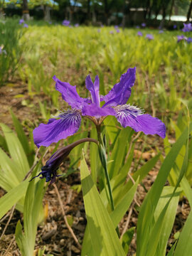 鸢尾花