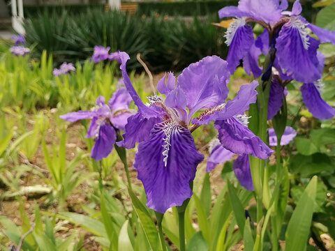 鸢尾花