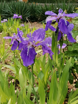 鸢尾花蝴蝶兰