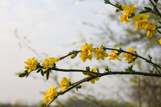 迎春花