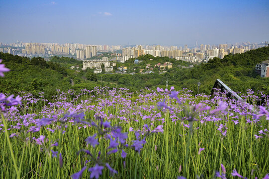 歌乐山俯瞰沙坪坝