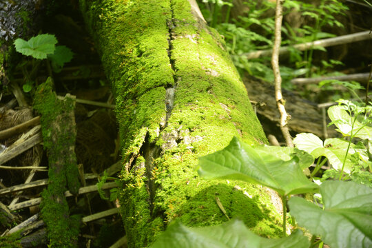 阳光与苔藓