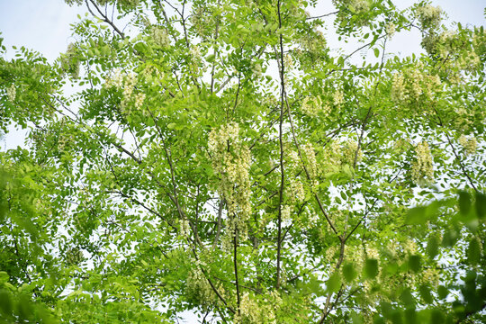 仰拍槐樹花枝