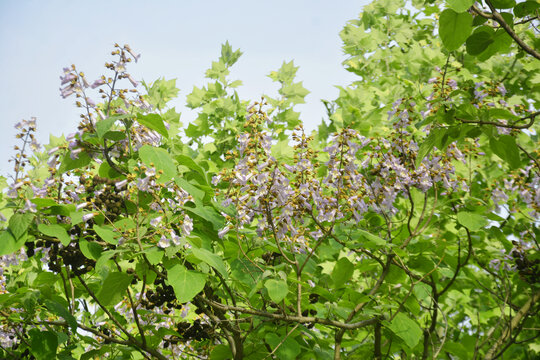 梧桐树开花