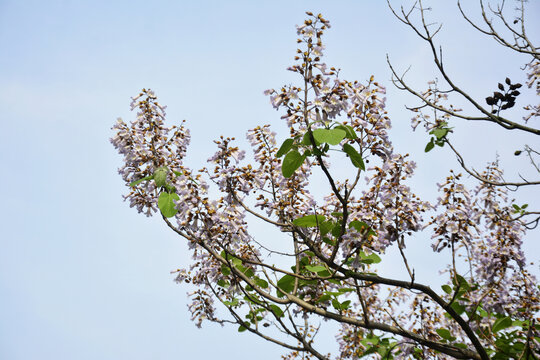 仰拍梧桐花