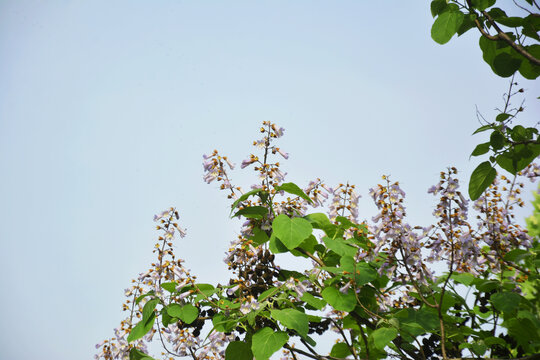 梧桐花开