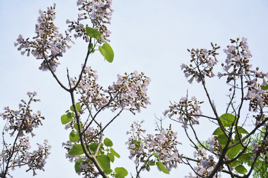 天空与梧桐花