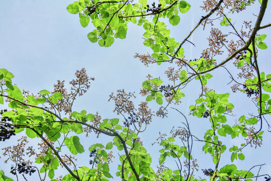 仰拍梧桐花