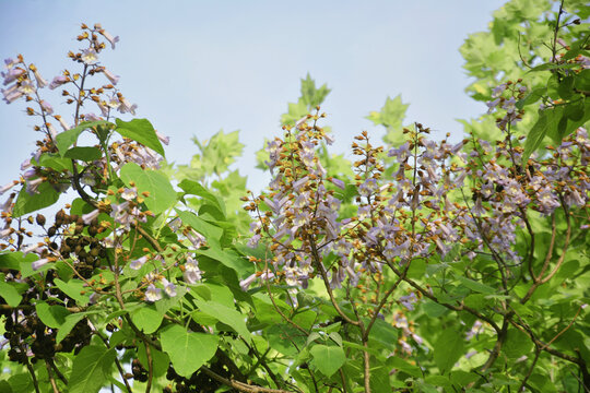 仰拍梧桐花