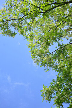 花枝与天空