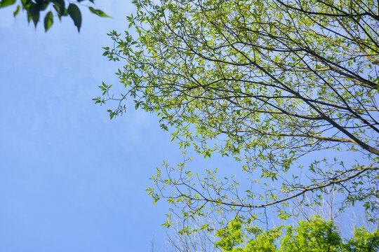 蓝天与枝叶