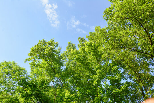 郁郁葱葱的天空