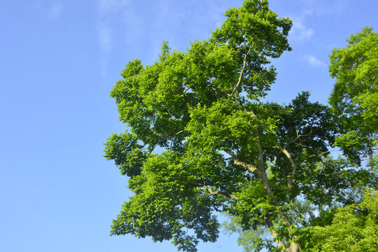 茂密树枝