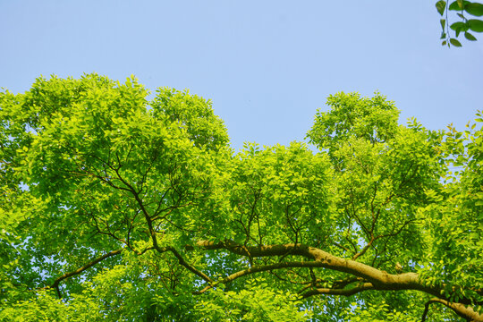 绿叶与天空