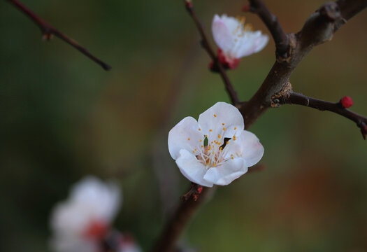 桃花开