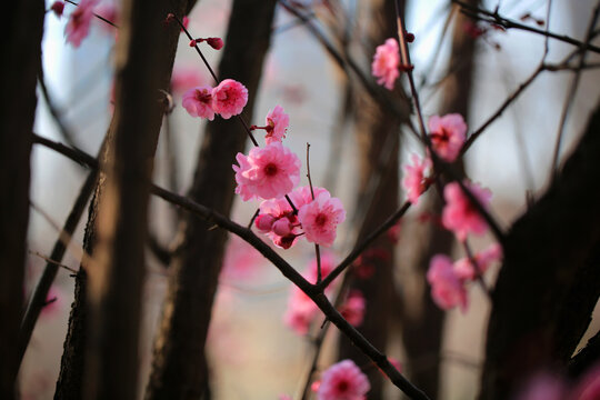 梅花朵朵开