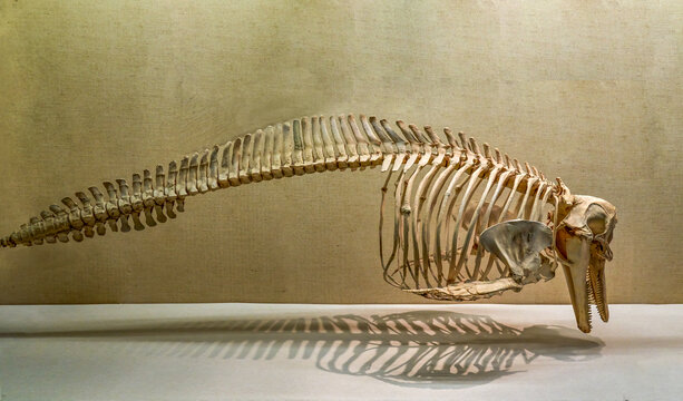 宽吻海豚骨骼