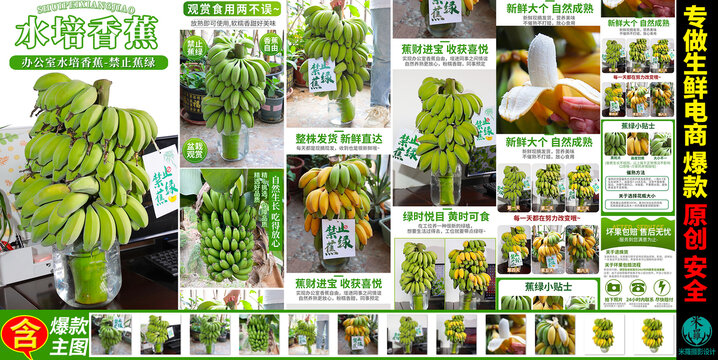 水培香蕉禁止蕉綠詳情頁主圖