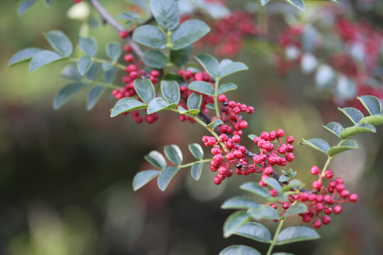 四川汉源红花椒鲜花椒