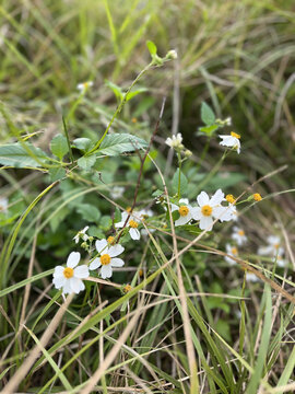 马兰菊野花