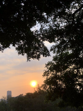 日落黄昏树影风景照片