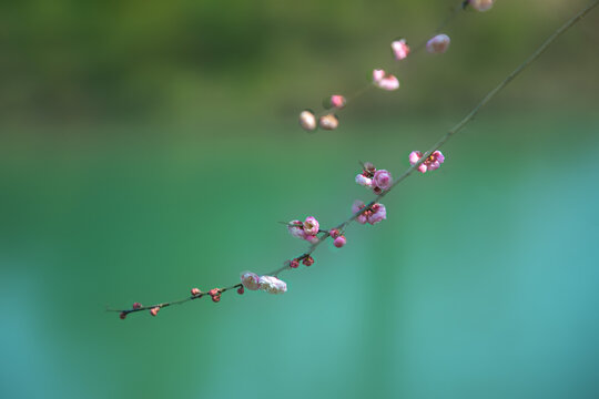 梅花