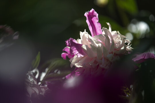 特写芍药花