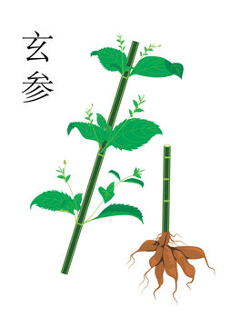 玄參