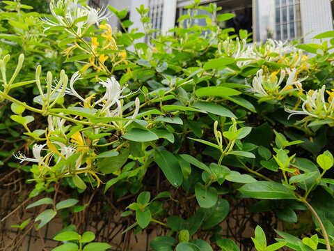 金銀花