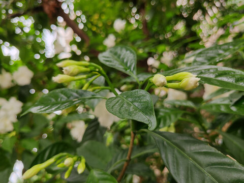 狗牙花