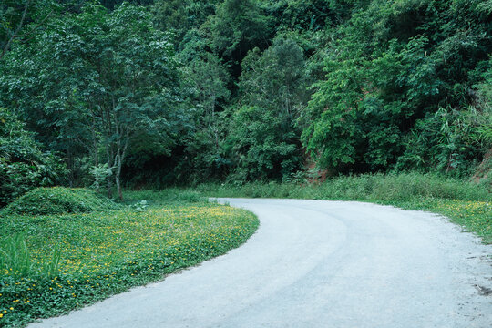 林中树木旁的公路