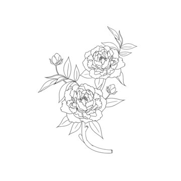 線條牡丹花矢量圖