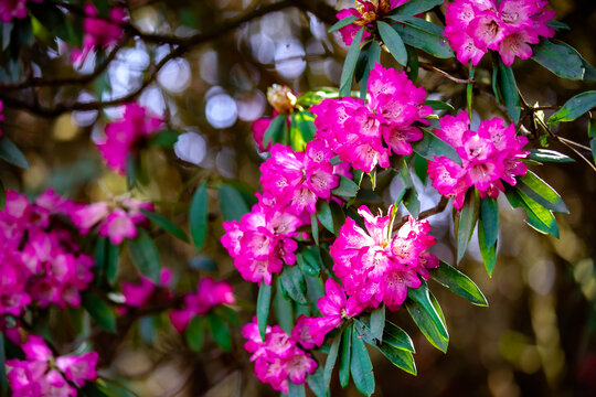 贵州毕节百里杜鹃