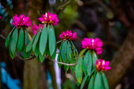 贵州毕节百里杜鹃