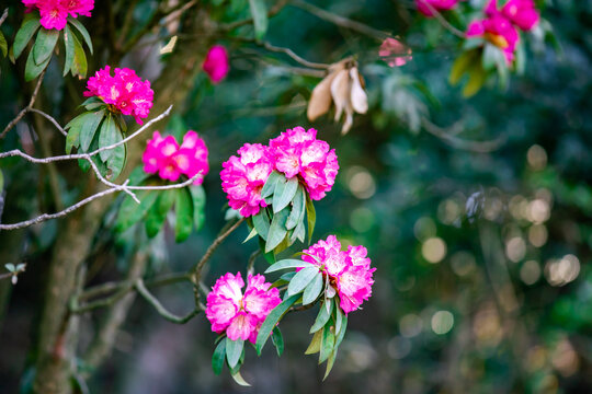 贵州毕节百里杜鹃