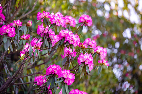 贵州毕节百里杜鹃