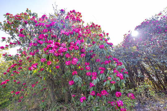 贵州毕节市百里杜鹃