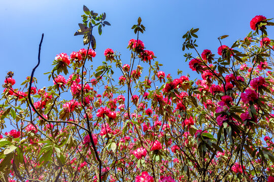 贵州毕节市百里杜鹃