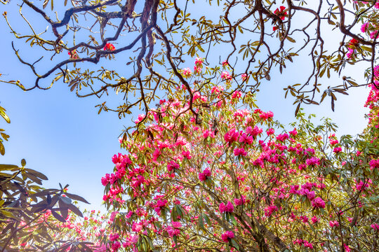 贵州毕节市百里杜鹃