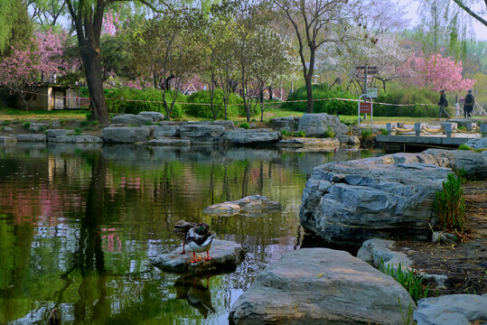 北京玉渊潭公园景观