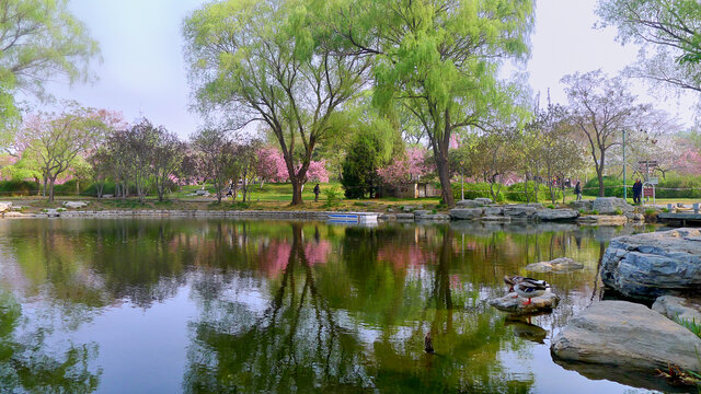 北京玉渊潭公园景观